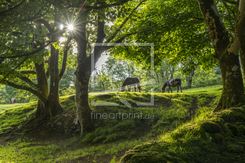 frei wählbarer Bildausschnitt für Ihr Bild auf Türfolie