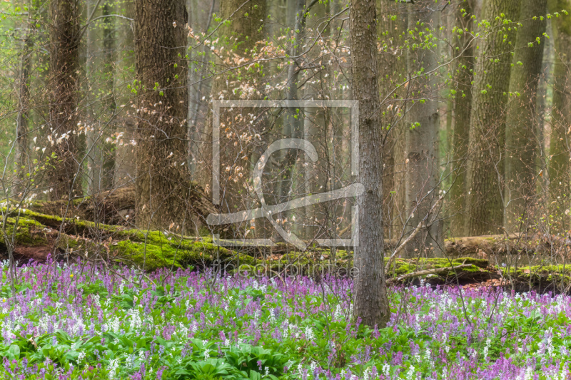 frei wählbarer Bildausschnitt für Ihr Bild auf Türfolie