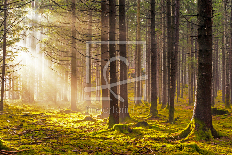 frei wählbarer Bildausschnitt für Ihr Bild auf Türfolie