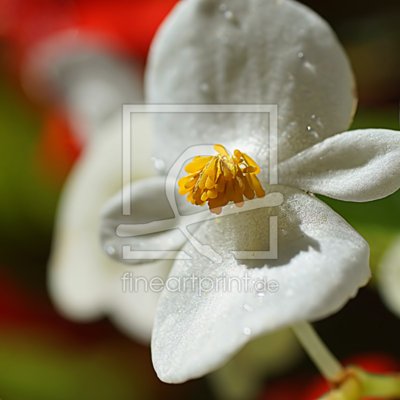 frei wählbarer Bildausschnitt für Ihr Bild auf Türfolie