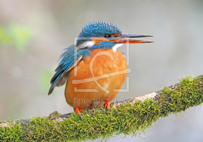 frei wählbarer Bildausschnitt für Ihr Bild auf Türfolie