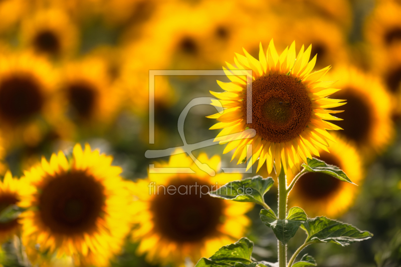 frei wählbarer Bildausschnitt für Ihr Bild auf Türfolie