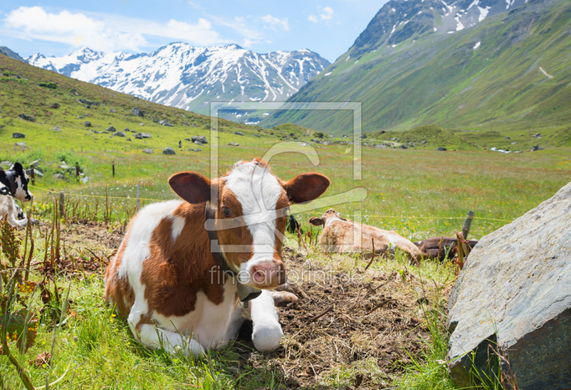frei wählbarer Bildausschnitt für Ihr Bild auf Türfolie