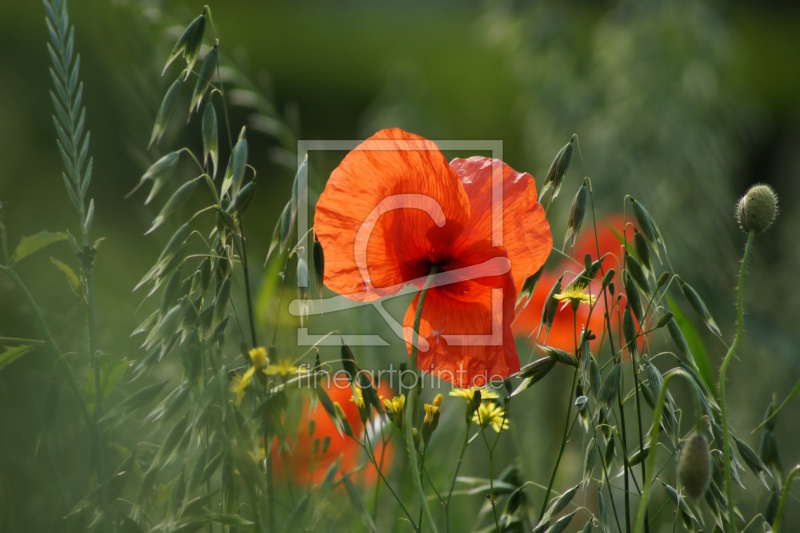 frei wählbarer Bildausschnitt für Ihr Bild auf Türfolie