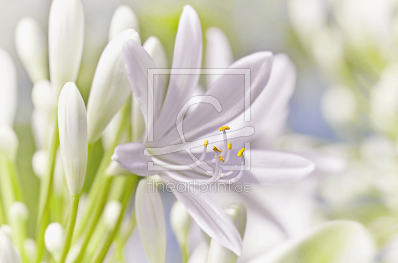 frei wählbarer Bildausschnitt für Ihr Bild auf Türfolie