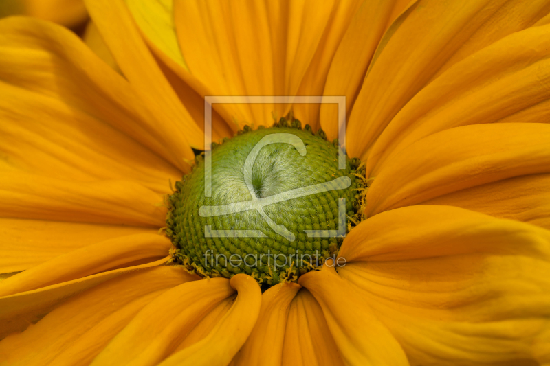 frei wählbarer Bildausschnitt für Ihr Bild auf Türfolie