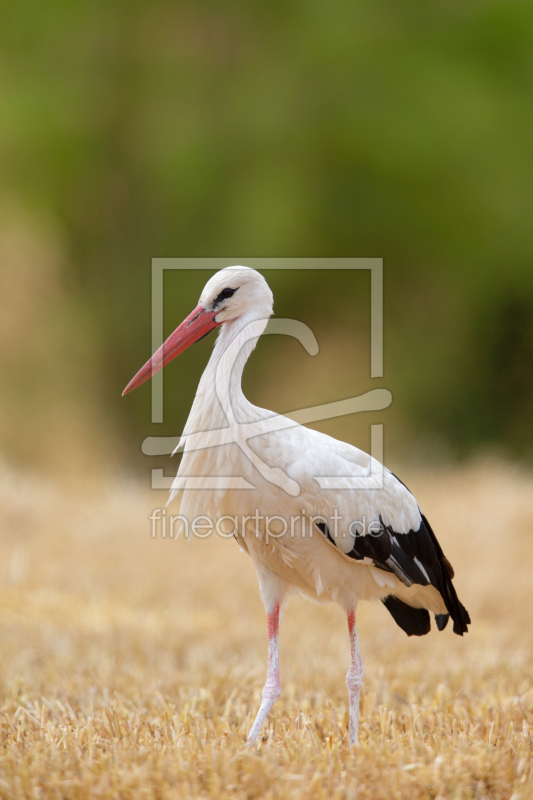frei wählbarer Bildausschnitt für Ihr Bild auf Türfolie