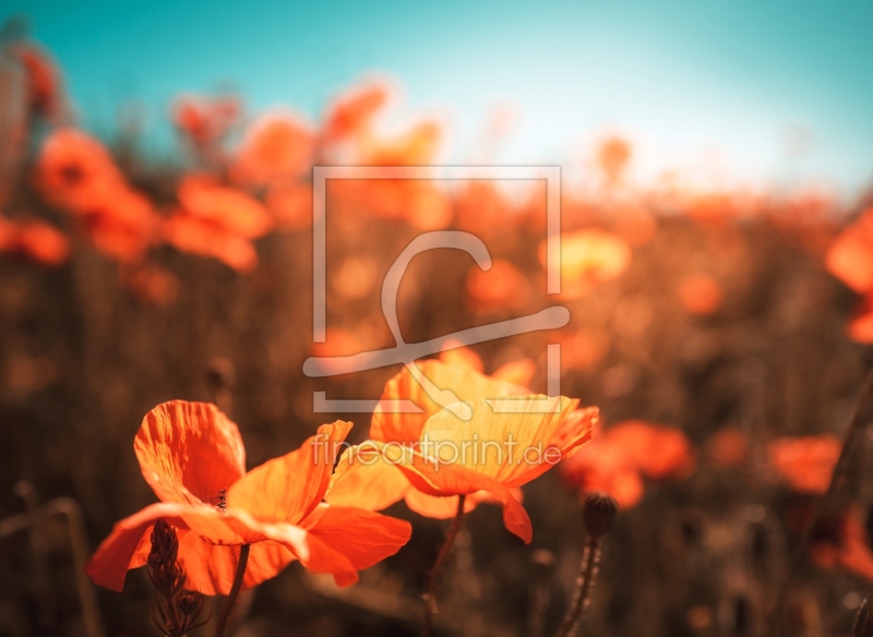 frei wählbarer Bildausschnitt für Ihr Bild auf Türfolie