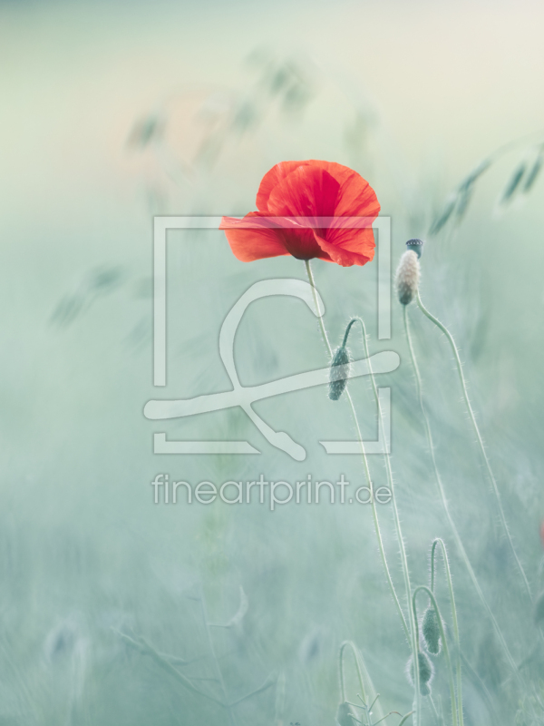 frei wählbarer Bildausschnitt für Ihr Bild auf Türfolie