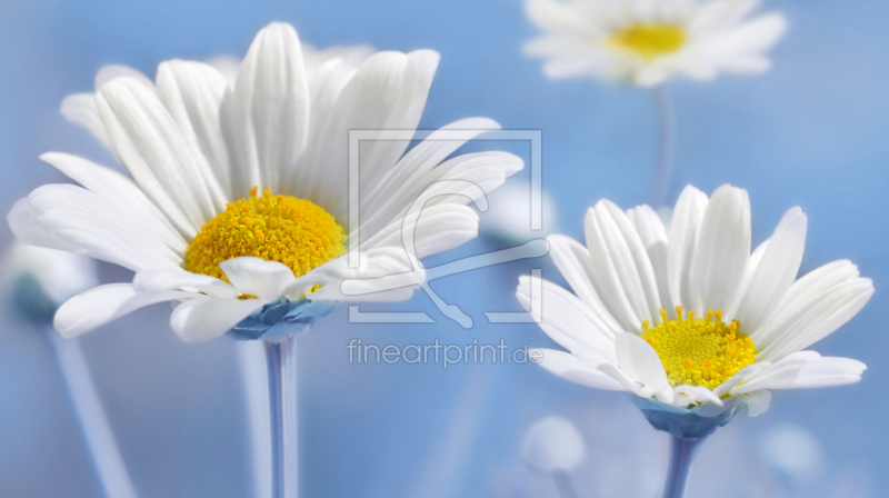 frei wählbarer Bildausschnitt für Ihr Bild auf Türfolie