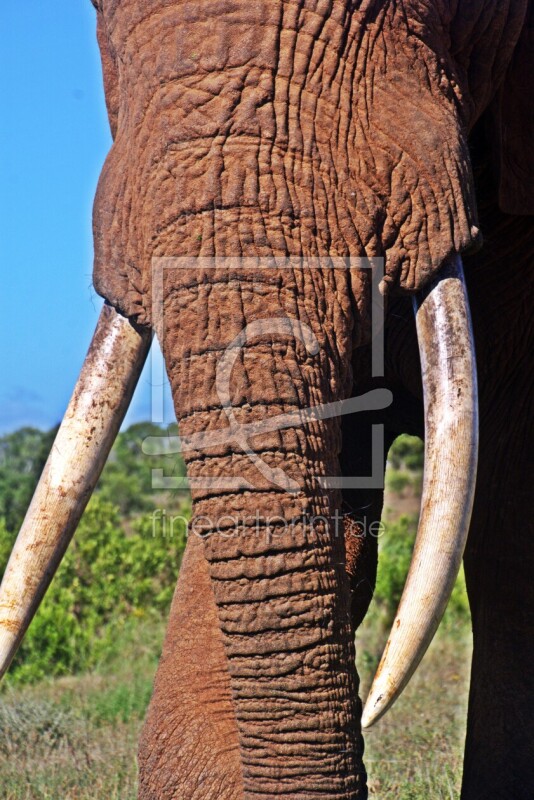 frei wählbarer Bildausschnitt für Ihr Bild auf Türfolie