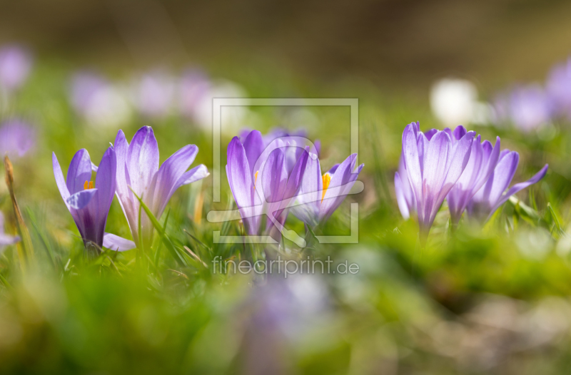 frei wählbarer Bildausschnitt für Ihr Bild auf Türfolie