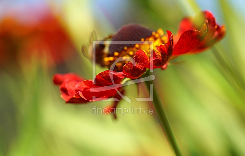 frei wählbarer Bildausschnitt für Ihr Bild auf Türfolie