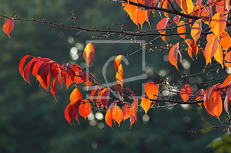 frei w&auml;hlbarer Bildausschnitt f&uuml;r Ihr Bild auf Untersetzer