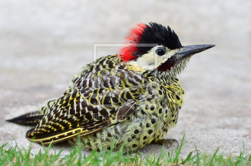 frei w&auml;hlbarer Bildausschnitt f&uuml;r Ihr Bild auf Untersetzer