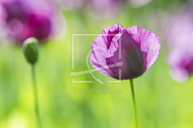 frei w&auml;hlbarer Bildausschnitt f&uuml;r Ihr Bild auf Untersetzer