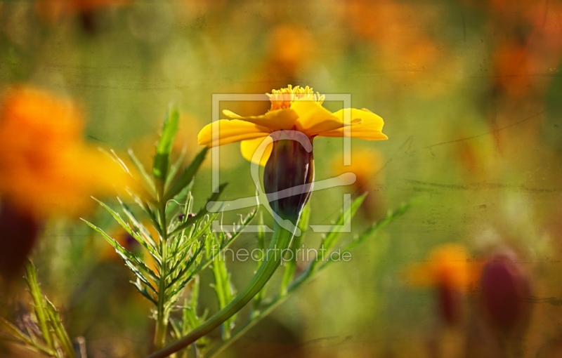 frei w&auml;hlbarer Bildausschnitt f&uuml;r Ihr Bild auf Untersetzer