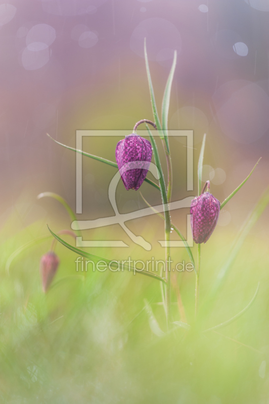 frei w&auml;hlbarer Bildausschnitt f&uuml;r Ihr Bild auf Untersetzer