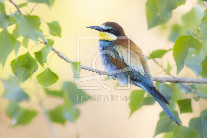 frei w&auml;hlbarer Bildausschnitt f&uuml;r Ihr Bild auf Untersetzer