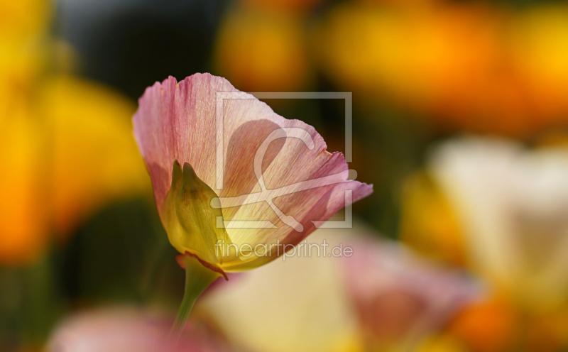 frei w&auml;hlbarer Bildausschnitt f&uuml;r Ihr Bild auf Untersetzer