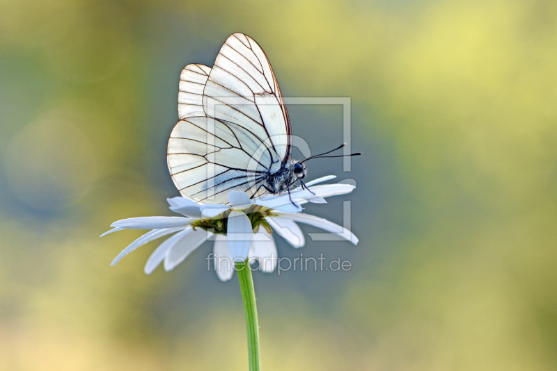 frei w&auml;hlbarer Bildausschnitt f&uuml;r Ihr Bild auf Untersetzer