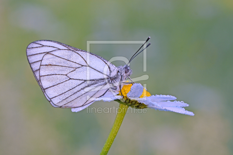 frei w&auml;hlbarer Bildausschnitt f&uuml;r Ihr Bild auf Untersetzer