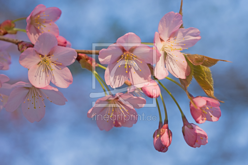 frei w&auml;hlbarer Bildausschnitt f&uuml;r Ihr Bild auf Untersetzer