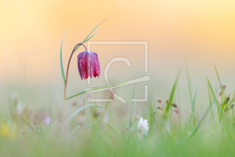 frei w&auml;hlbarer Bildausschnitt f&uuml;r Ihr Bild auf Untersetzer