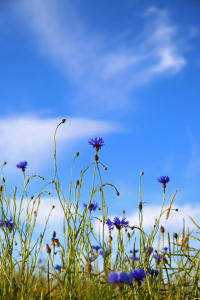 Bild-Nr: 10955119 Blau im FELD Erstellt von: Ursula Reins