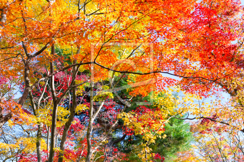 freely selectable image excerpt for your image on Window Foil