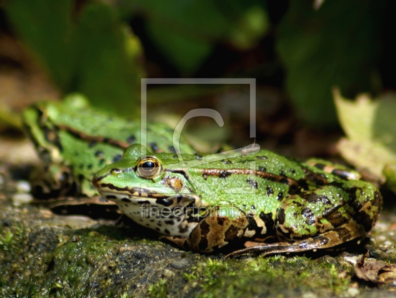 freely selectable image excerpt for your image on Window Foil