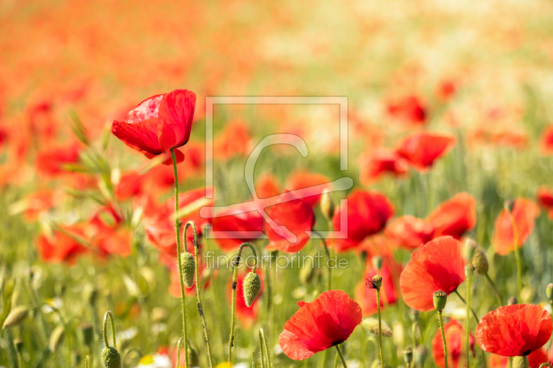 freely selectable image excerpt for your image on Window Foil