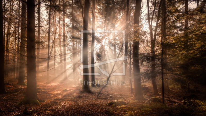 freely selectable image excerpt for your image on Window Foil