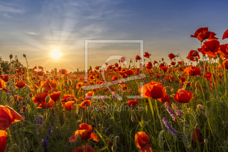 freely selectable image excerpt for your image on Window Foil