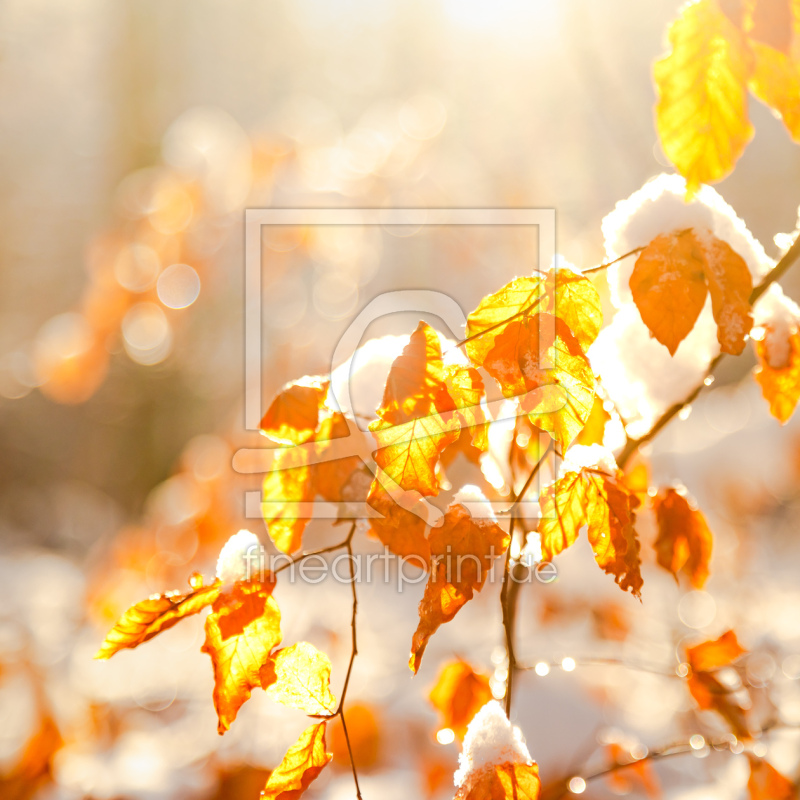 freely selectable image excerpt for your image on Window Foil