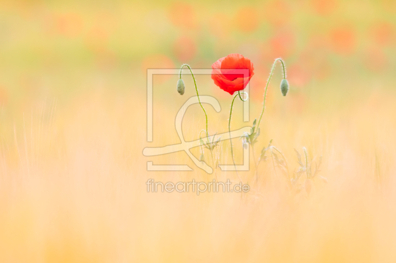 freely selectable image excerpt for your image on Window Foil