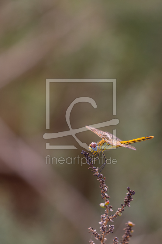 freely selectable image excerpt for your image on Window Foil